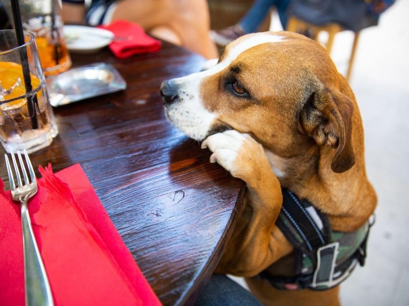 Rural pubs are often located in beautiful settings, away from the hustle and bustle of city life. Perfect if you and your dog are trying to escape Bonfire Night in November. You often find a dog friendly pub in the countryside offers a more relaxed atmosphere, usually with a roaring fireplace for your pooch to curl up and sleep.