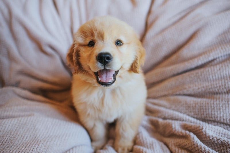 What is true of the Labrador is usually also true of the Golden Retriever - and that's certainly the case when it comes to suitable bed buddies. Like their close cousins they shed a huge amount of hair and can be fairly lively.