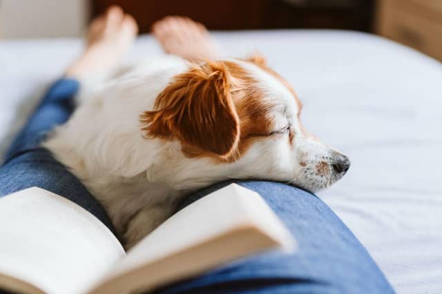 Some breeds of dog make particularly good pets for introverts.
