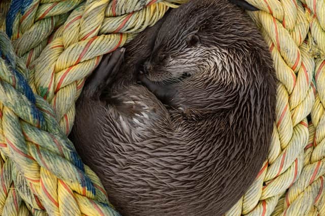 Molly curled up and asleep in a rope coil. (credit: National Geographic/Johnny Rolt)