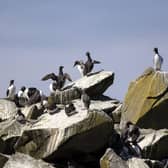 Guillemot birds on Lunga, in the Inner Hebrides, it is one of eight Treshnish Isles newly acquired by the trust.