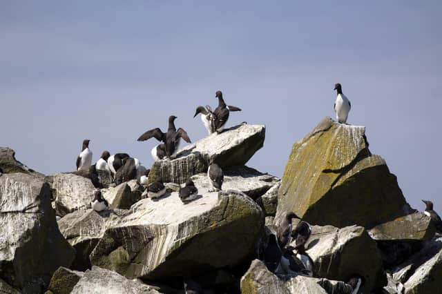Guillemot birds on Lunga, in the Inner Hebrides, it is one of eight Treshnish Isles newly acquired by the trust.