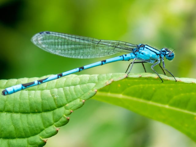 Damselflies are among the insects getting a boost through habitat conservation at Castle Fraser