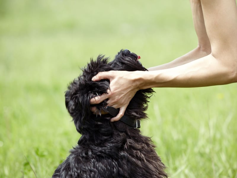 Completing the five most common Miniature Schnauzer names is Bertie. It's an Old German name meaning 'noble and bright'.
