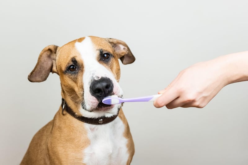 Dental chews, treats or specialist foods can also help to keep your pet’s mouth healthy. Be careful not to feed them too many of these, include them in their daily calorie intake to prevent any unwanted weight gain.