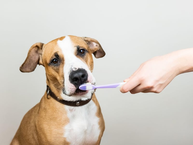 Dental chews, treats or specialist foods can also help to keep your pet’s mouth healthy. Be careful not to feed them too many of these, include them in their daily calorie intake to prevent any unwanted weight gain.