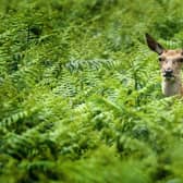 Farmers and crofters are concerned about there being no alternative to control bracken after Asulox use was banned in Scotland (pic: Victoria Jones)