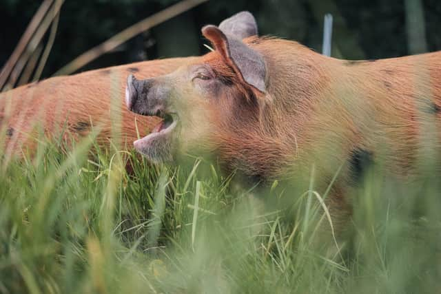 Scotland's Agriculture Bill is due to be tabled this year. Picture: Sandra Angers Blondin