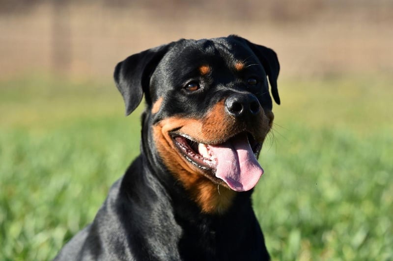 Rottweilers respond well to having a strong pack leader, so owners need to be firm and calm with them when they are young. Put in the time and effort and you will have a best friend for life who will protect you against any threat.