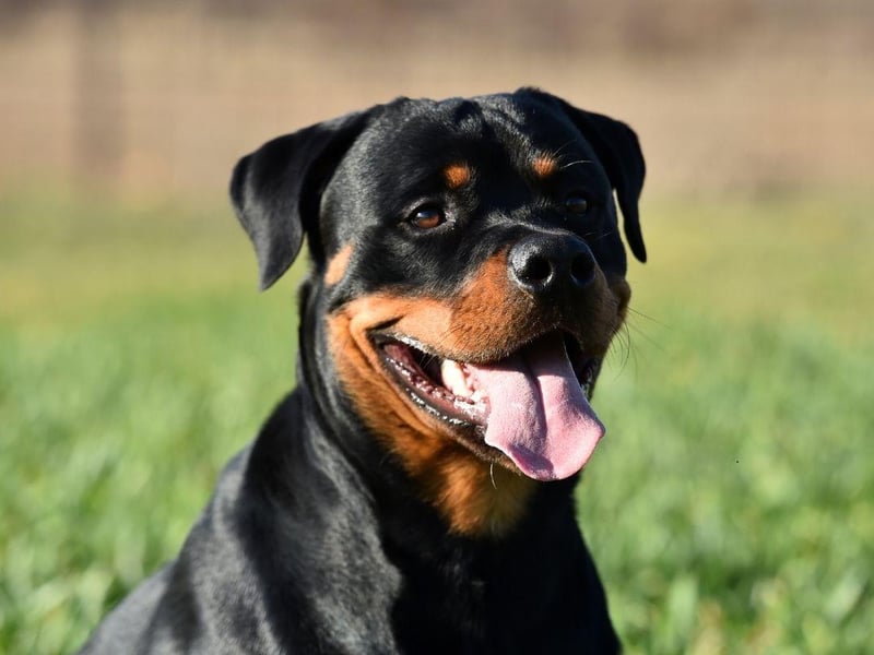 Rottweilers respond well to having a strong pack leader, so owners need to be firm and calm with them when they are young. Put in the time and effort and you will have a best friend for life who will protect you against any threat.