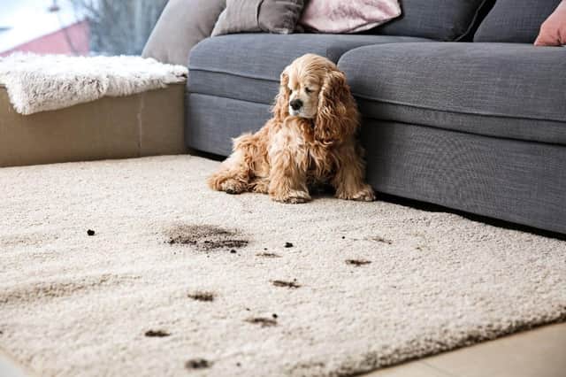Light-coloured carpets and rugs are a real risk for the owners of some breeds of dog.