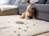 Light-coloured carpets and rugs are a real risk for the owners of some breeds of dog.