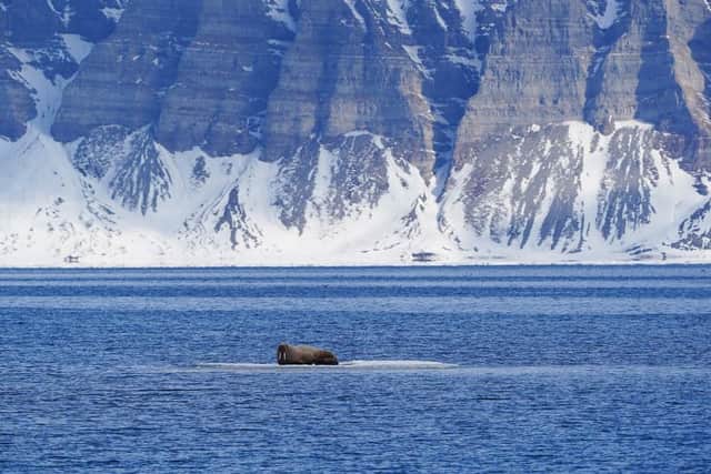 A walrus resting on an ice pack in Svalbard's waters, Norway, a popular destination for eco-tourists.