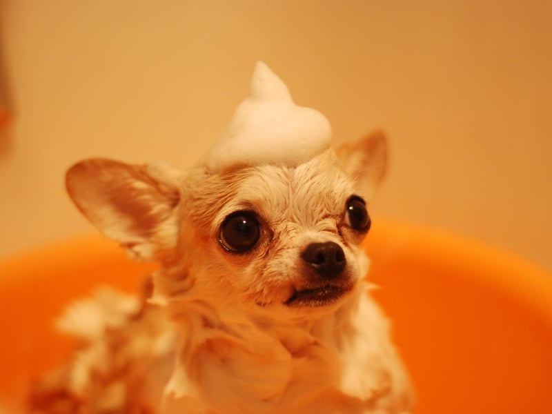 Several cities in the USA, including Chandler in Arizona and Denver in Colorado, hold Chihuahua races on Cinco de Mayo (a celebration of a famous Mexican victory over the French).