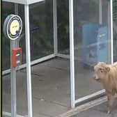 A young bull on the station platform at Pollokshaws West station in Glasgow.