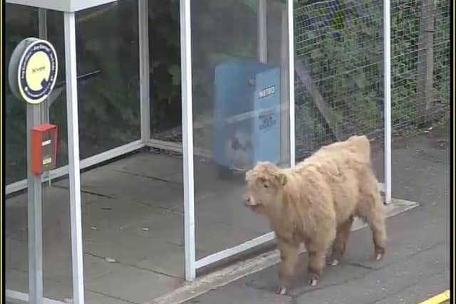 A young bull on the station platform at Pollokshaws West station in Glasgow.