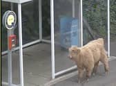 A young bull on the station platform at Pollokshaws West station in Glasgow.