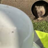 Hedgehog Awareness Week