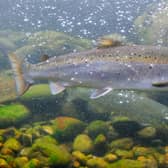 Scotland produces more than 190,000 tonnes of farmed salmon each year, with plans to expand that to around 350,000 tonnes in the next few years - making use of by-products is an import part of plans to achieve a more circular economy