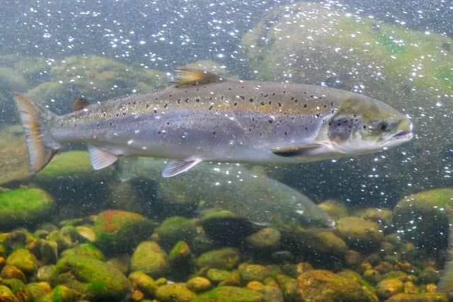 Scotland produces more than 190,000 tonnes of farmed salmon each year, with plans to expand that to around 350,000 tonnes in the next few years - making use of by-products is an import part of plans to achieve a more circular economy