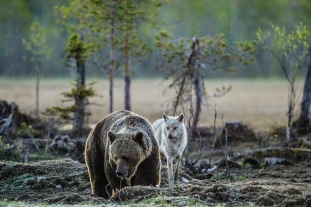 Beavers, bears, wolves and lynx: Campaigners want to see these animals reintroduced to the British countryside (Photo: Shutterstock)