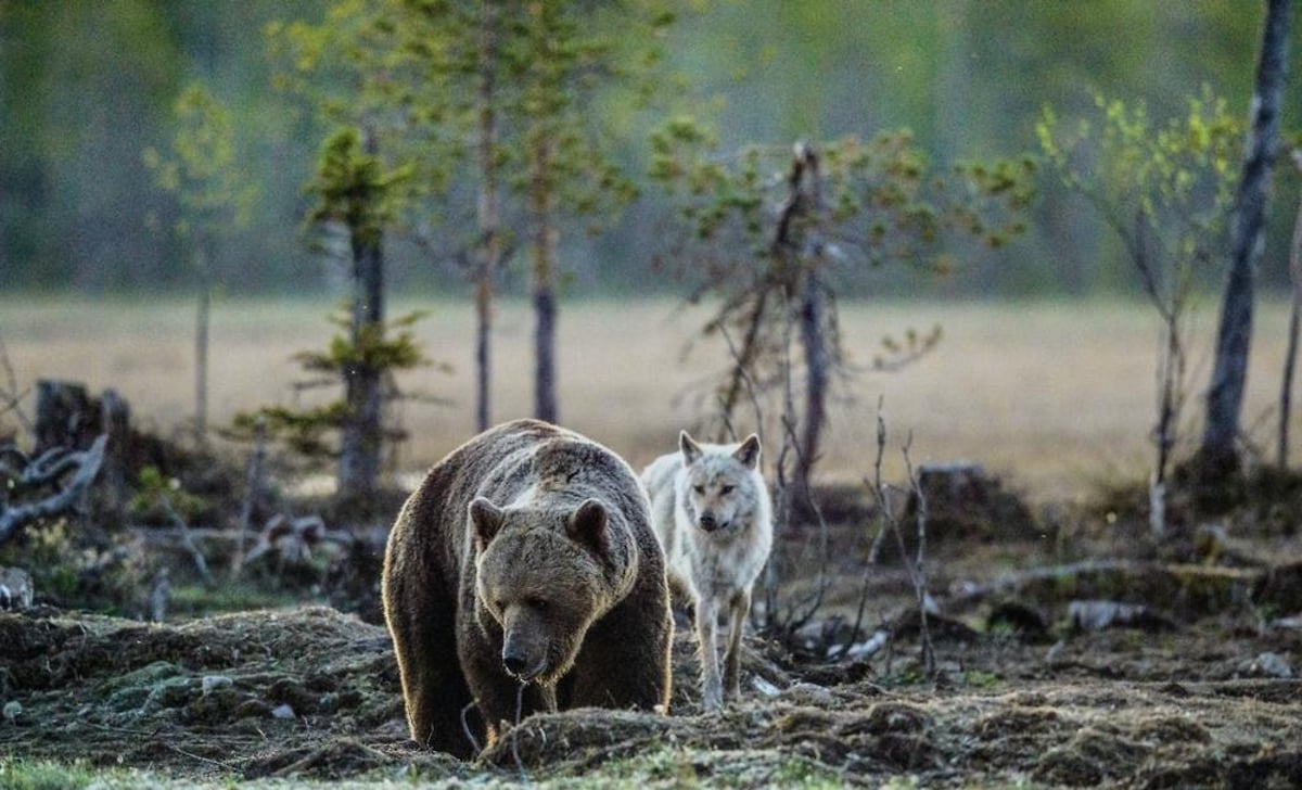 These wild animals could be reintroduced in the UK - from beavers to bears  | The Scotsman