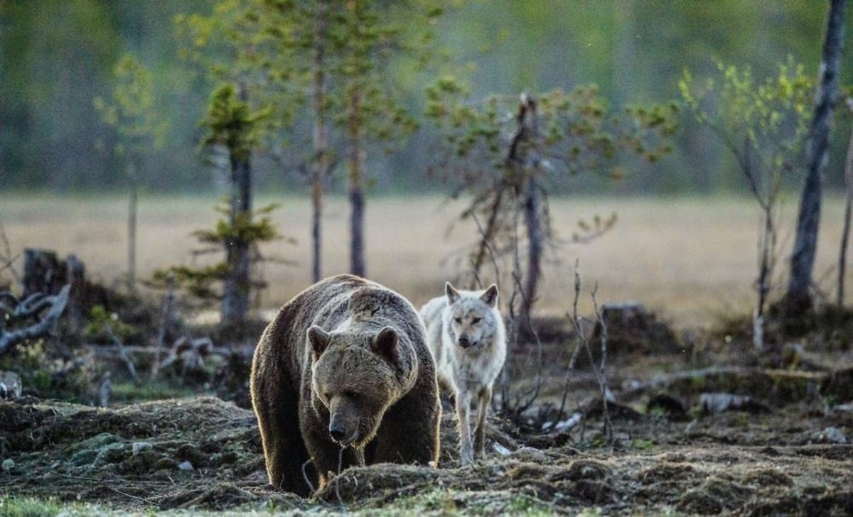 Brits reveal the animals they want to see in the wild - but don't know where they are