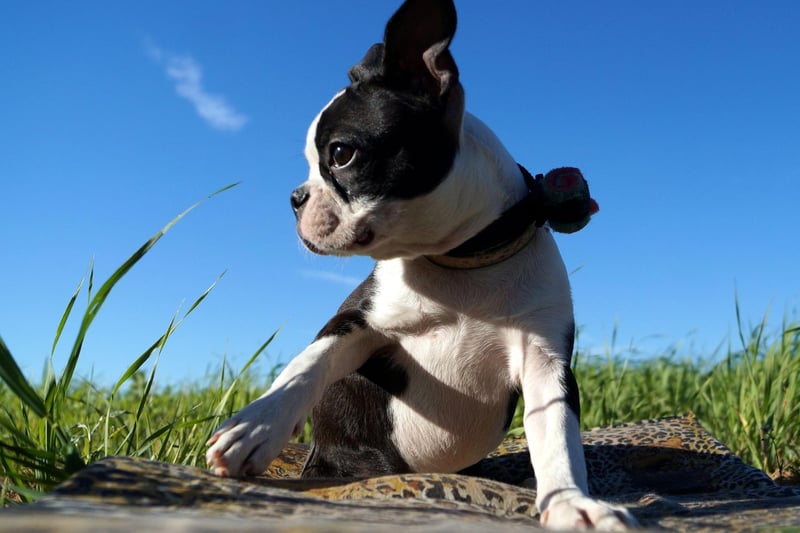 The Boston Terrier shouldn't take must convincing to pop out for the toilet. Any lingering stubborness can be sorted out with treats.