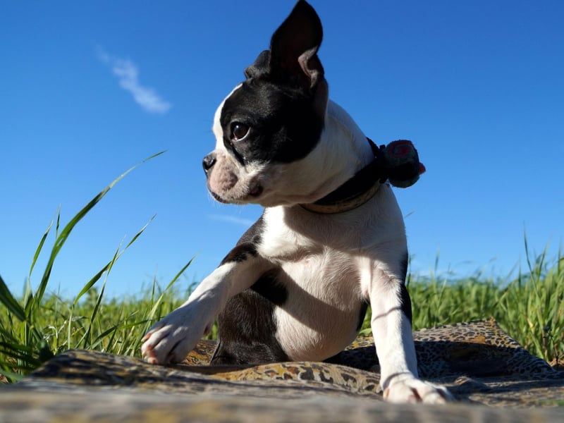 The Boston Terrier shouldn't take must convincing to pop out for the toilet. Any lingering stubborness can be sorted out with treats.