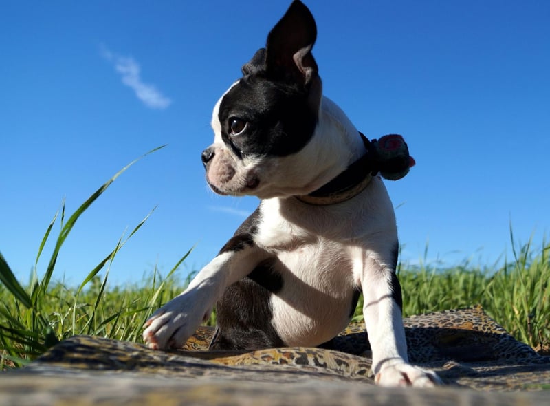 The Boston Terrier shouldn't take must convincing to pop out for the toilet. Any lingering stubborness can be sorted out with treats.