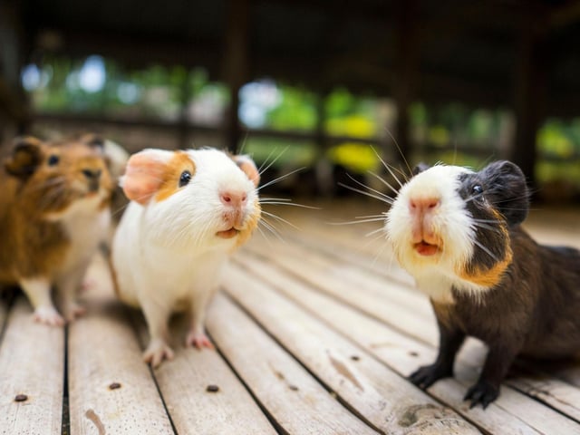 Around 1.5 per cent of British households have at least one hamster enjoying running around on a wheel. The most popular breed of this cute rodent is the golden, or Syrian, hamster.