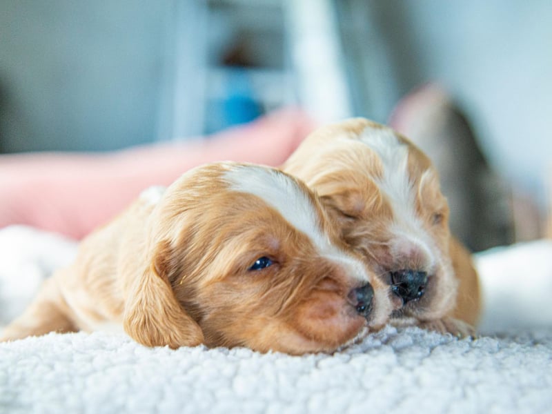Cocker Spaniel coats occur in a huge range of colours, including black, liver, red, golden, and mixes of two or ever three (tricolor) of these shades. In rare cases a Cocker Spaniel can be pure white - one such dog won Best in Show at the Westminster Kennel Club Dog Show (the American equivalent of Crufts) in 1940 and 1941.
