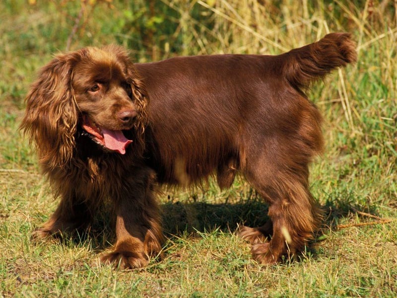 Somewhat obviously, the Sussex Spaniel takes its name from the Englsih county in which is was first recorded in the late 18th century. A rare breed, they nearly died out completely during the Second World War but have since recovered. They were one of the first breeds to be recognised by the UK Kennel Club in 1972.