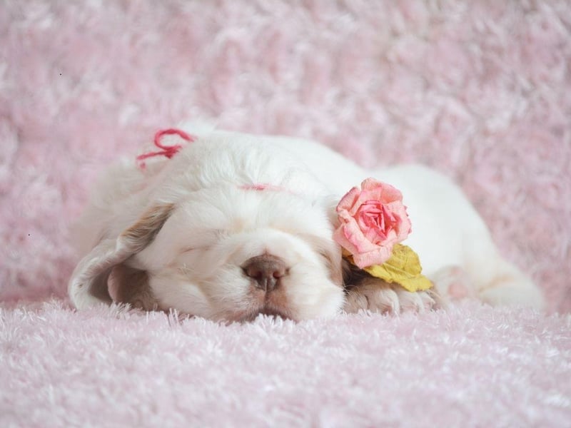 Equally happy as companion or hunting dogs, the American Kennel Club desribes the Clumber Spaniel as making "esteemed housemates". They are reliable, thoughtful, affectionate and calm in nature.