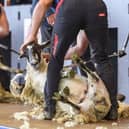 Royal Highland Show Pic: Ian Georgeson