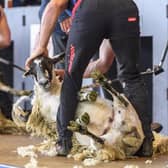 Royal Highland Show Pic: Ian Georgeson