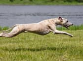 How much do you know about the adorable and popular Greyhound?