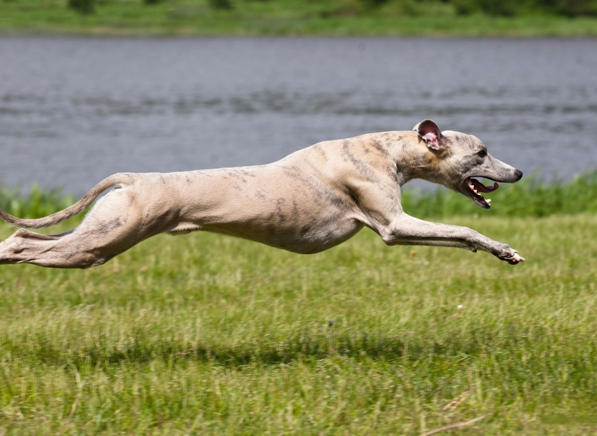 10 fun and fascinating pooch facts about the adorable Greyhound breed