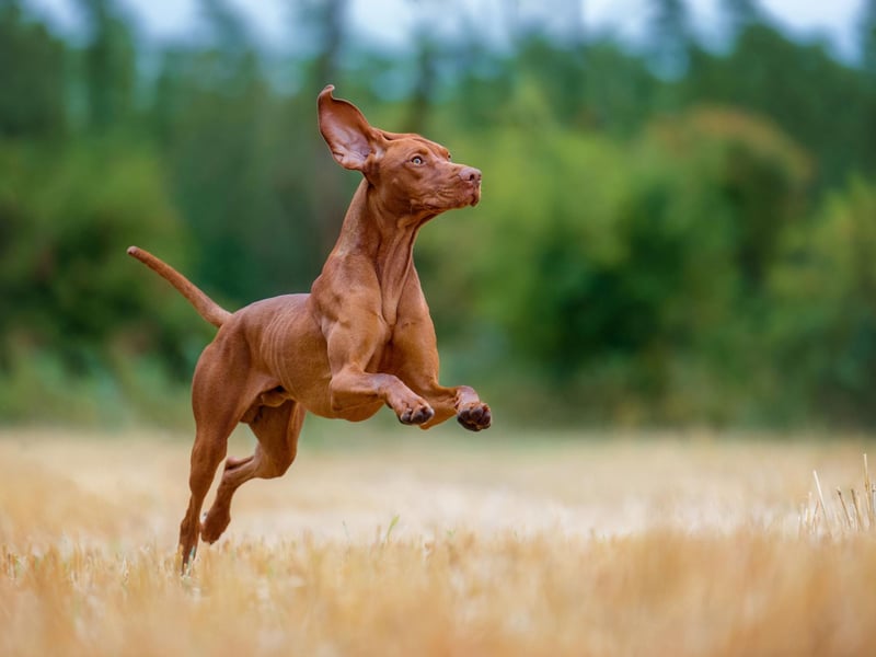 While Vizslas are large and energetic, they’re also friendly, affectionate and – crucially, for an office environment – quiet. They tick so many different boxes, they’ll be a sure-fire hit with your colleagues.