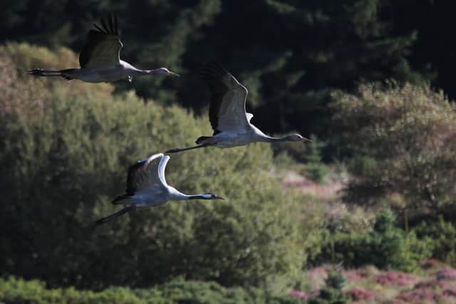 The latest surveys suggest there seven pairs of cranes nesting in Scotland last year - up from four pairs a year earlier