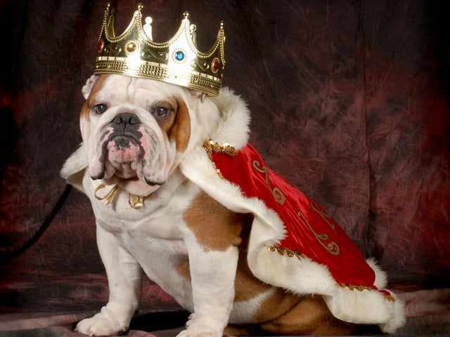 The third of Prince William and Kate's children, Prince Louis has inspired plenty of dog owners since being born in 2018.