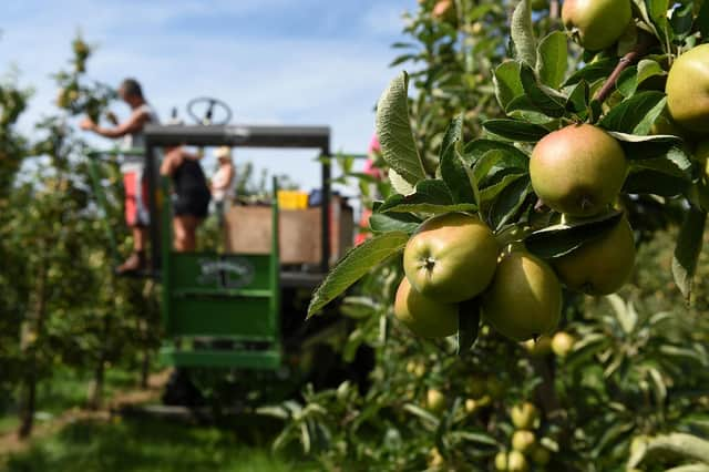 Workers thin trees in an apple orchard.