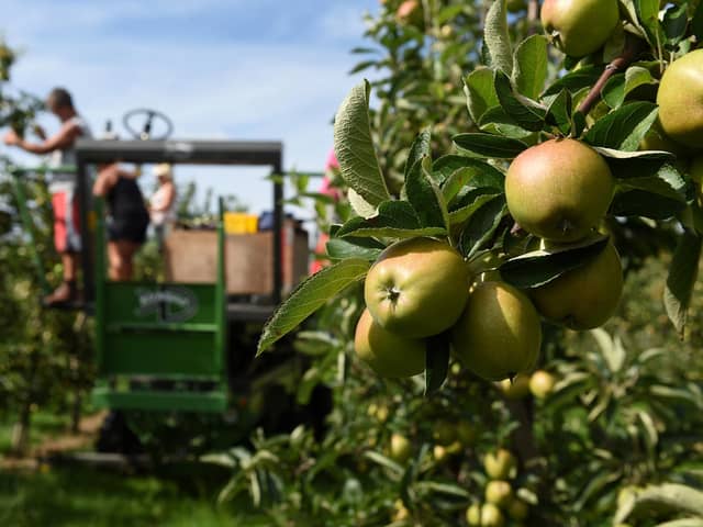 Workers thin trees in an apple orchard.