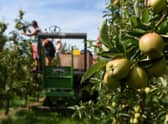 Workers thin trees in an apple orchard.