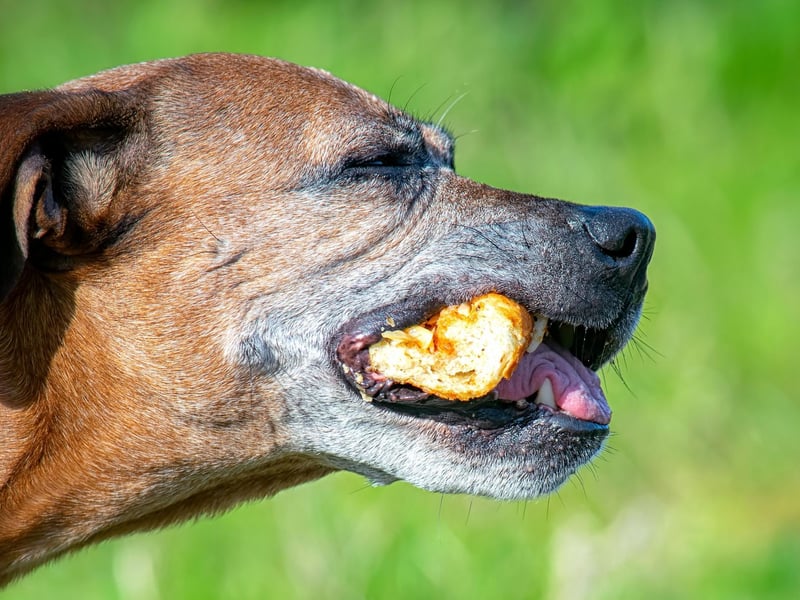 Due to the breed's association with dog fighting, it took a long time for the Staffordshire Bull Terrier to be recognised by the Kennel Club. The UK Kennel Club reconised the breed in 1935, with the American Kennel Club not following suit until 1974.