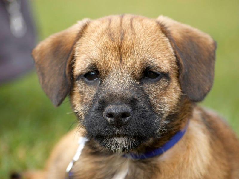 Just missing out on a place in the top three Border Terrier names is Archie. It's a shortened form of the German name Archibald, meaning 'bold or brave'.