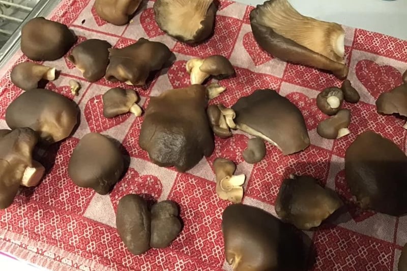 Boo Spurgeon shared the results of an adventure, "Foraged oyster mushrooms! A delicious surprise".