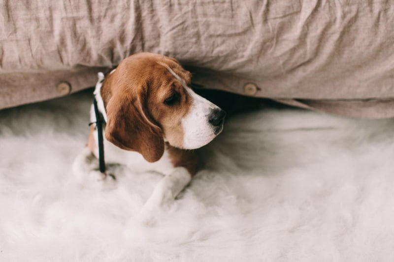 The Beagle is so energetic that it can be difficult to get them to sit still for long enough for toilet training. Treats and praise are the best method for this hyper dog.