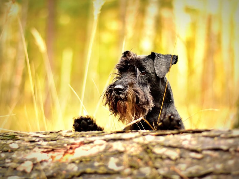 Luna is one of the most popular names for all breeds of dog - and Miniature Schnauzer owners are no different. It's a Latin name that means 'moon'.