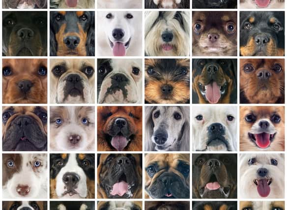Different dog breeds have a wide range of average lifespans - with smaller dogs generally living longer than their larger cousins.